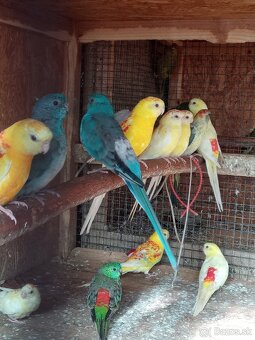 Papagaj spevavi. - 2