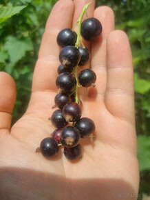 Čierne ríbezle, červené ríbezle, josta, biele ríbezle - 2