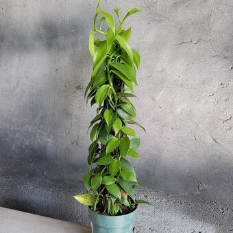 Vanilka voňavá - pravá, odrezky alebo rastliny - 2