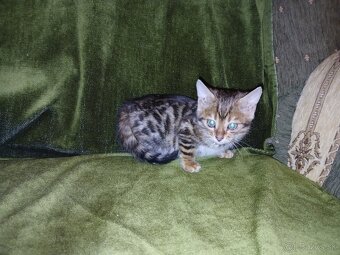 Bengal mačiatka - 2
