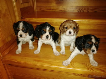Cavalier King Charles Spaniel - 2