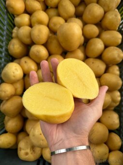 konzumné zemiaky - 2