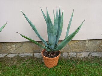 Agave americká - 2