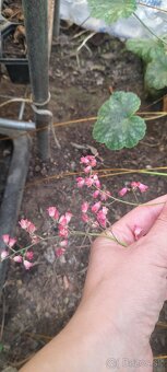 Heuchera zelená s jemnou farebnou kresbou - 2