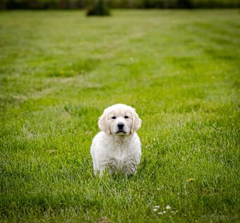 Zlaty retriever golden retriever šteniatka s pp - 2