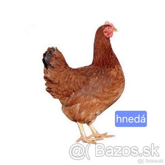 Dominant modrá - 2