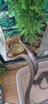 Užovky plus teraria na predaj - 2