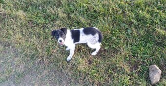 Megi hľadá domov plný lásky - 2