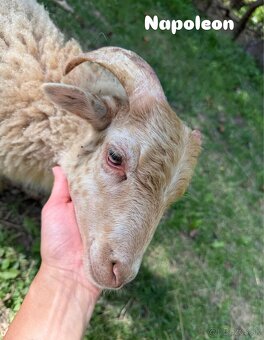 Predáme 3 po dohode kastrovanych mini baranov do chovu. - 2