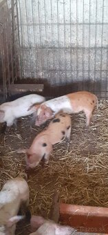 Odstavčatá z domáceho chovu - 2