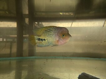 Vieja synspilum blue spotted - 2