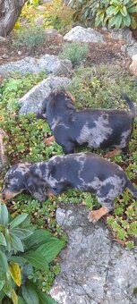 Jazvečík krátkosrstý merle - 2