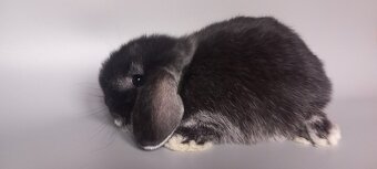Mini Lop - 2