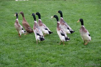 Indický bežec strieborný - káčer - 2