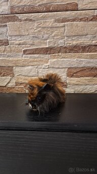 Darujem morské prasiatka - 2