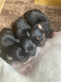 Srnčí ratlík x jack russel - 2