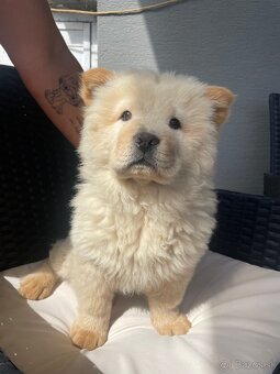 Chow Chow - 2