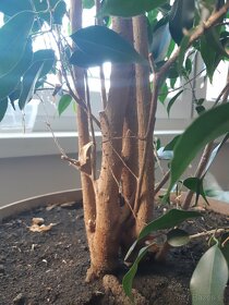 Ficus Benjamina - 2