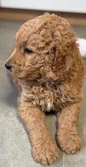 Goldendoodle - 2