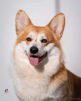 Welsh corgi pembroke - 2