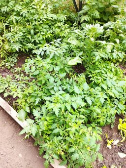 Predám planty (priesady rajčiny a papriky) - 2