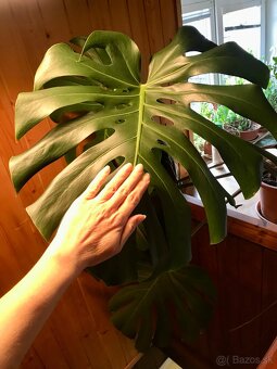 Monstera deliciosa - 2