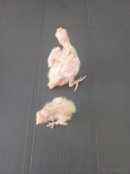 Maličké korelky pár dňove hneď na ručné dokrmovanie - 2