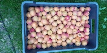 Uhorky nakladačky,Marhule na zavaranie, džem, kvas - 2