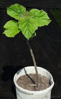 Sadenice (stromy) – Paulownia plstnatá (Paulovnia) - 2
