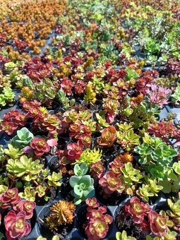 Rozchodniky,sedum,skalnicky,zelená strecha,skalka,suchýmurik - 2