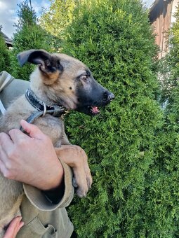 Belgický ovčiak malinois - 2