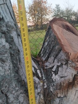 Predám kmeň orecha - 2