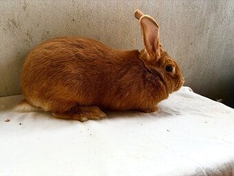 Burgundský králik - 2