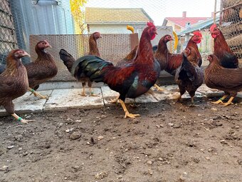 Zdrobnelé velsumky - 2