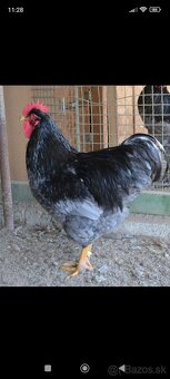 Plymutka modrá kohút . - 2