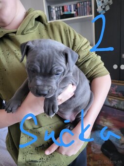 Americky Stafordšírsky terier steniatka. - 2