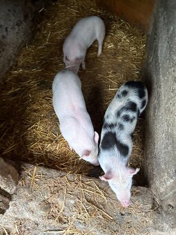 Predam odstavcata - 2