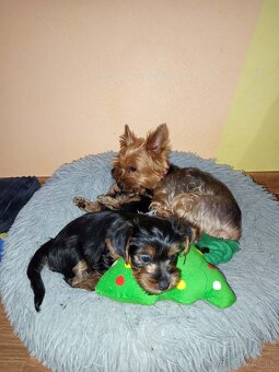 Jorkšírský teriér - 2