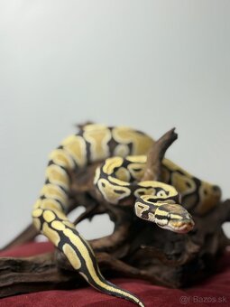 Python regius Desert Ghost - 2