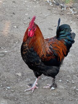 Kohut maranská medenokrká - 2