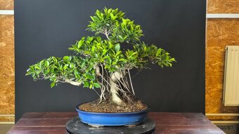 Bonsaje Ficus - 2