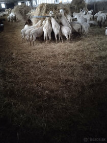 Seno predaj/vymena za ovce, dobytok - 2
