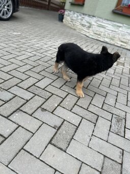 Predám Nemeckého ovčiaka - 2