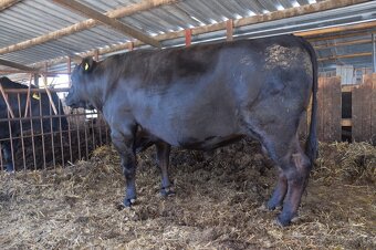 Plemenny byk wagyu - 2