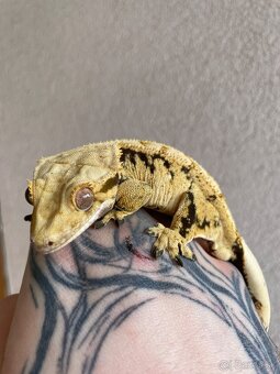 Pagekón Riasnatý Correlophus Ciliatus - 2