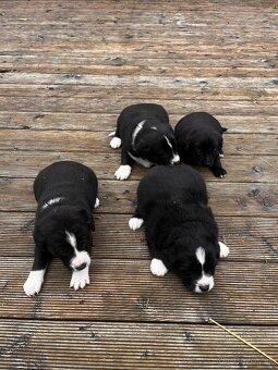 Dakujeme šteniatka - 2