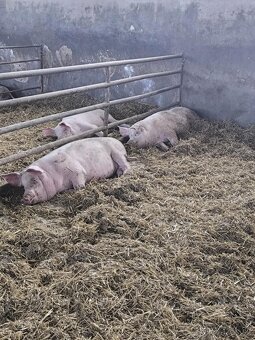 Predám jatočné ošípané/ Hízó malac eladó - 2