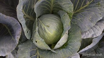 Hlavková Kapusta - 2