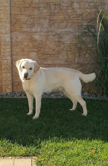 Biely Labrador - 2