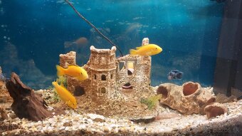 Komplet akvarium - 2